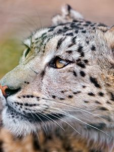 Preview wallpaper snow leopard, predator, eyes, big cat