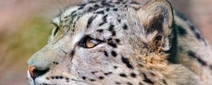 Preview wallpaper snow leopard, predator, eyes, big cat