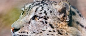 Preview wallpaper snow leopard, predator, eyes, big cat