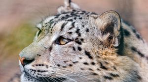 Preview wallpaper snow leopard, predator, eyes, big cat