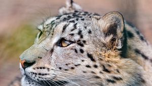 Preview wallpaper snow leopard, predator, eyes, big cat