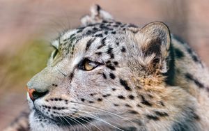 Preview wallpaper snow leopard, predator, eyes, big cat