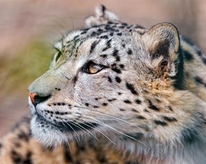 Preview wallpaper snow leopard, predator, eyes, big cat