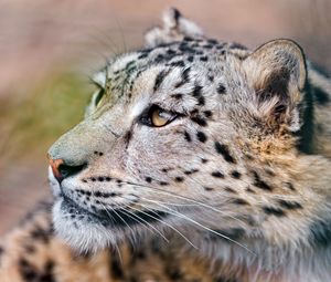 Preview wallpaper snow leopard, predator, eyes, big cat