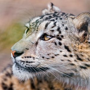 Preview wallpaper snow leopard, predator, eyes, big cat