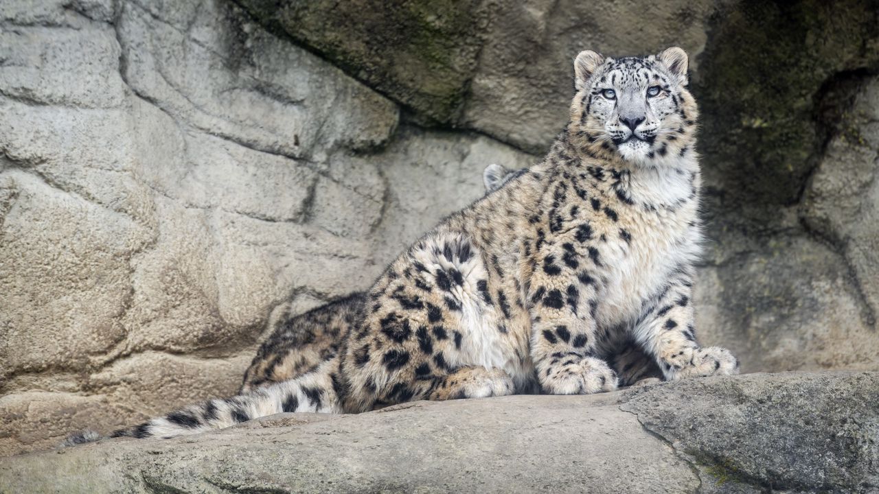 Wallpaper snow leopard, predator, fur, spots, stone, nature