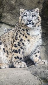 Preview wallpaper snow leopard, predator, fur, spots, stone, nature