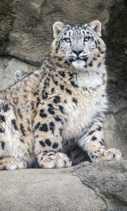 Preview wallpaper snow leopard, predator, fur, spots, stone, nature