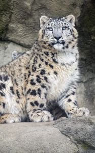 Preview wallpaper snow leopard, predator, fur, spots, stone, nature