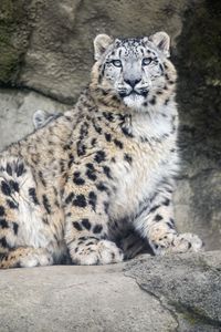 Preview wallpaper snow leopard, predator, fur, spots, stone, nature