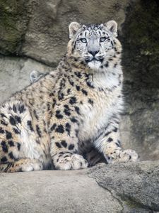 Preview wallpaper snow leopard, predator, fur, spots, stone, nature