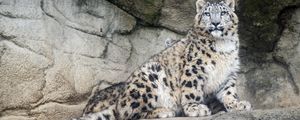 Preview wallpaper snow leopard, predator, fur, spots, stone, nature