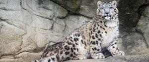 Preview wallpaper snow leopard, predator, fur, spots, stone, nature
