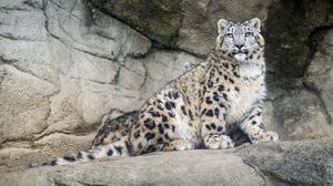 Preview wallpaper snow leopard, predator, fur, spots, stone, nature