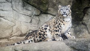 Preview wallpaper snow leopard, predator, fur, spots, stone, nature