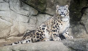 Preview wallpaper snow leopard, predator, fur, spots, stone, nature