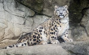 Preview wallpaper snow leopard, predator, fur, spots, stone, nature