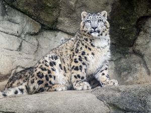 Preview wallpaper snow leopard, predator, fur, spots, stone, nature