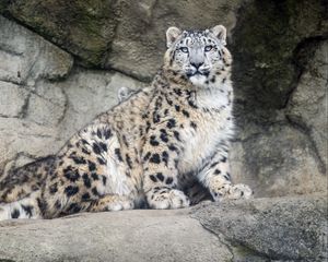 Preview wallpaper snow leopard, predator, fur, spots, stone, nature