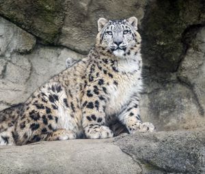 Preview wallpaper snow leopard, predator, fur, spots, stone, nature