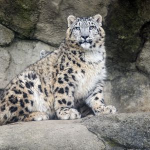 Preview wallpaper snow leopard, predator, fur, spots, stone, nature