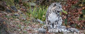 Preview wallpaper snow leopard, predator, grin