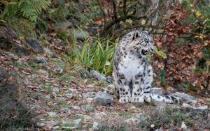 Preview wallpaper snow leopard, predator, grin