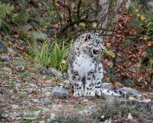 Preview wallpaper snow leopard, predator, grin