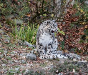 Preview wallpaper snow leopard, predator, grin