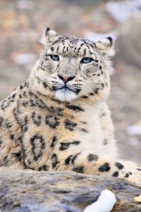 Preview wallpaper snow leopard, predator, rock, lying