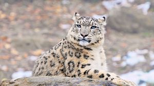 Preview wallpaper snow leopard, predator, rock, lying