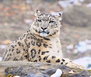 Preview wallpaper snow leopard, predator, rock, lying