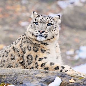 Preview wallpaper snow leopard, predator, rock, lying