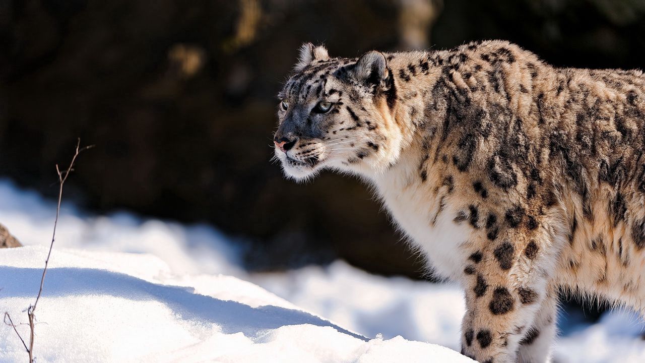 Wallpaper snow leopard, predator, snow