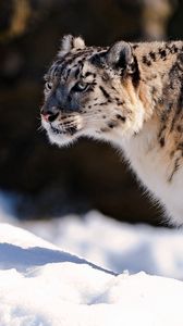 Preview wallpaper snow leopard, predator, snow