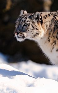 Preview wallpaper snow leopard, predator, snow