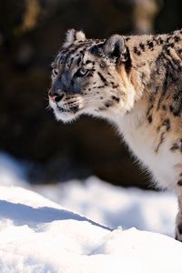 Preview wallpaper snow leopard, predator, snow