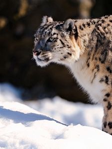 Preview wallpaper snow leopard, predator, snow