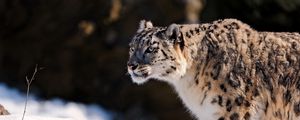 Preview wallpaper snow leopard, predator, snow
