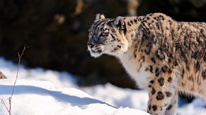 Preview wallpaper snow leopard, predator, snow