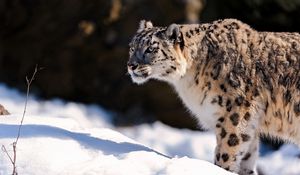 Preview wallpaper snow leopard, predator, snow