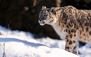 Preview wallpaper snow leopard, predator, snow