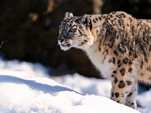 Preview wallpaper snow leopard, predator, snow