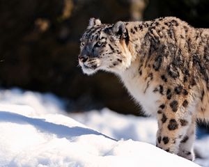 Preview wallpaper snow leopard, predator, snow