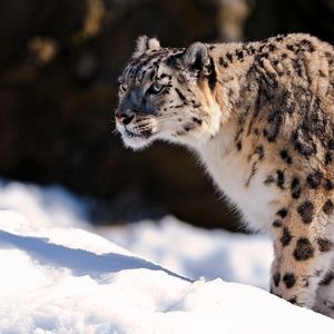 Preview wallpaper snow leopard, predator, snow