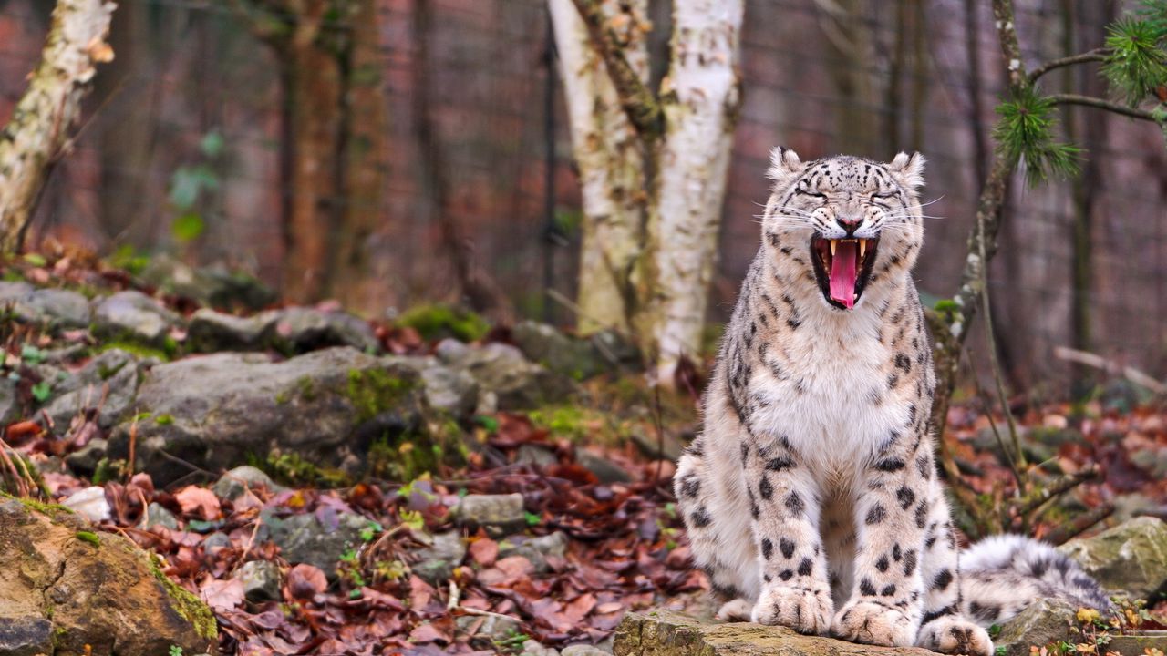 Wallpaper snow leopard, predator, teeth, face, fall, leaves, wood