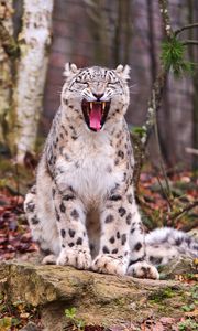 Preview wallpaper snow leopard, predator, teeth, face, fall, leaves, wood