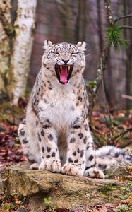 Preview wallpaper snow leopard, predator, teeth, face, fall, leaves, wood