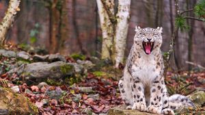 Preview wallpaper snow leopard, predator, teeth, face, fall, leaves, wood