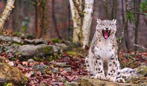 Preview wallpaper snow leopard, predator, teeth, face, fall, leaves, wood